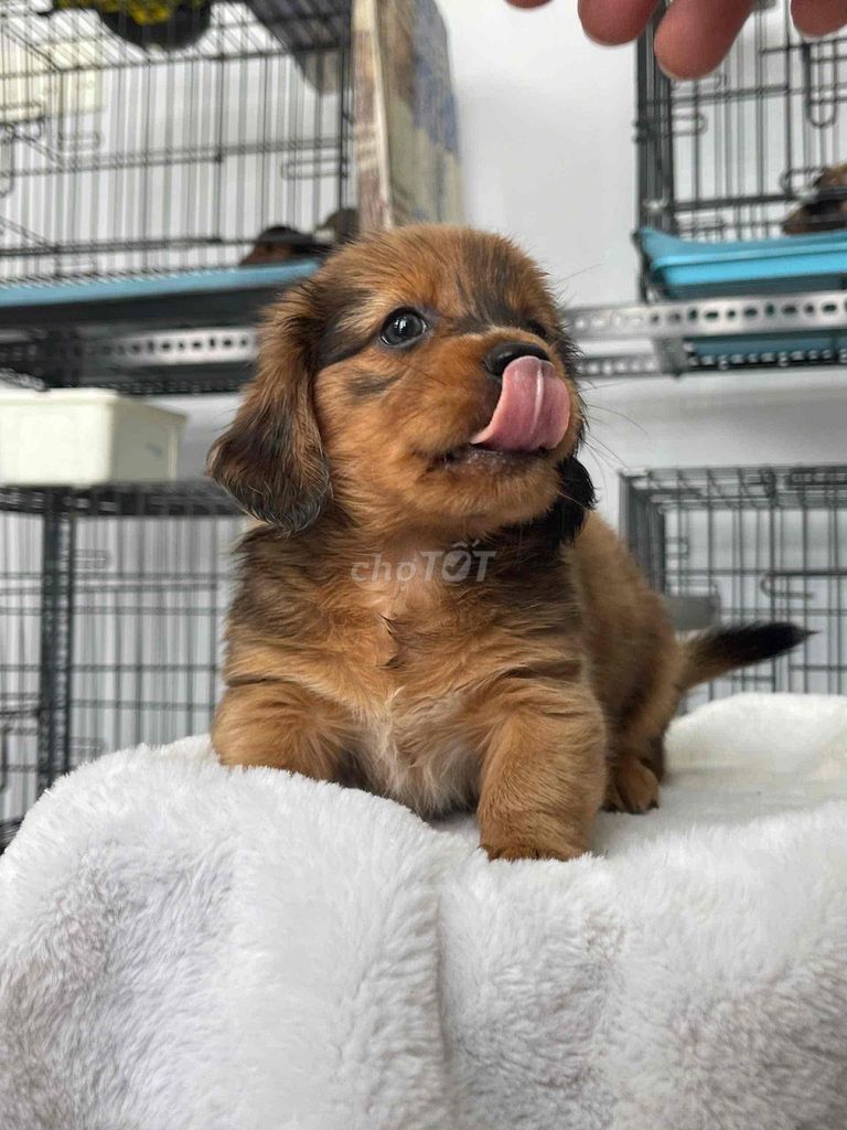 chó lạp xưởng lai. Mua bán Chó tại Quận 12 Tp Hồ Chí Minh được đăng bởi văn hình 1