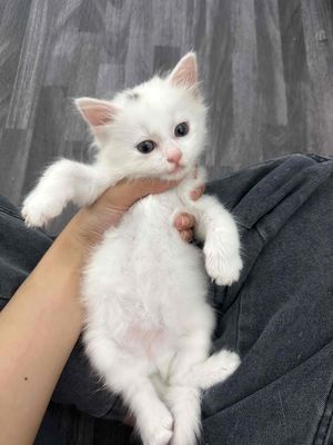 Bé mèo cái gần 2th tuổi