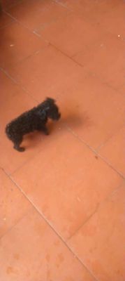 Mình có bé poodle lai. Mua bán Chó tại Quận Hoàng Mai Hà Nội được đăng bởi Trung