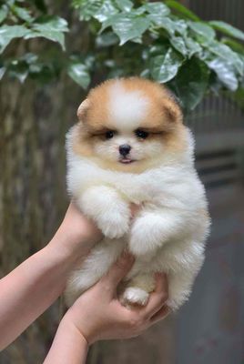 Chó Phốc Sóc mini Nâu trắng/Nâu đã tiêm phòng