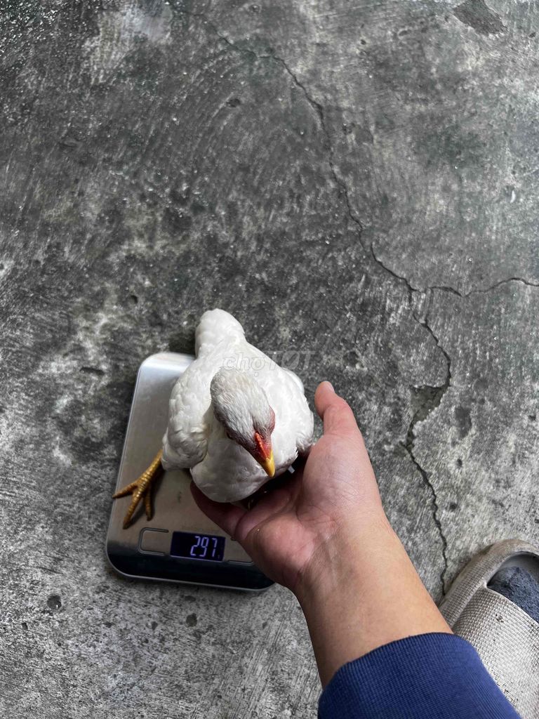 Gà tre mái nhạn bắc tít sắp so. Mua bán Gà tại Huyện Thuận Thành Bắc Ninh được đăng bởi Nguyễn Duy Thảo hình 5