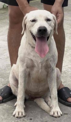 Chó Labrador Cái 7 tháng Trắng
