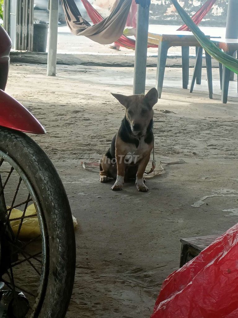 Chó Đen. Mua bán Chó tại Huyện Tam Bình Vĩnh Long được đăng bởi sang hình 1