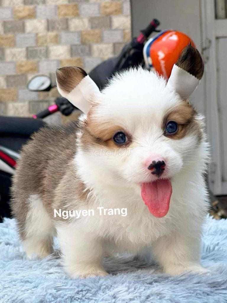 chó corgi mông bự xiu iu