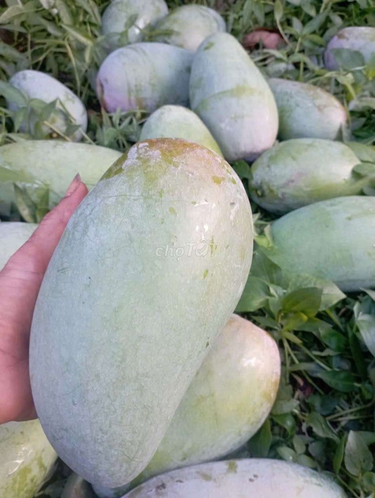 Xoài Tượng Xanh Đắk Lắk. Mua bán Đồ ăn, thực phẩm và các loại khác tại Quận Bình Thạnh Tp Hồ Chí Minh được đăng bởi Trương Sỹ Luân hình 1