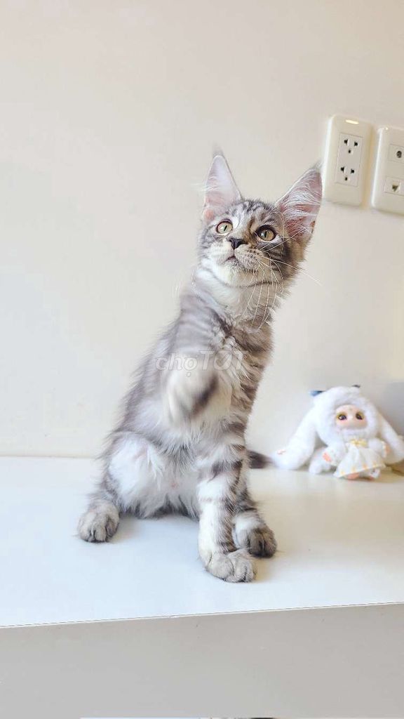 Maincoon Silver Tabby sáng siêu đẹp thuần chủng 🐱