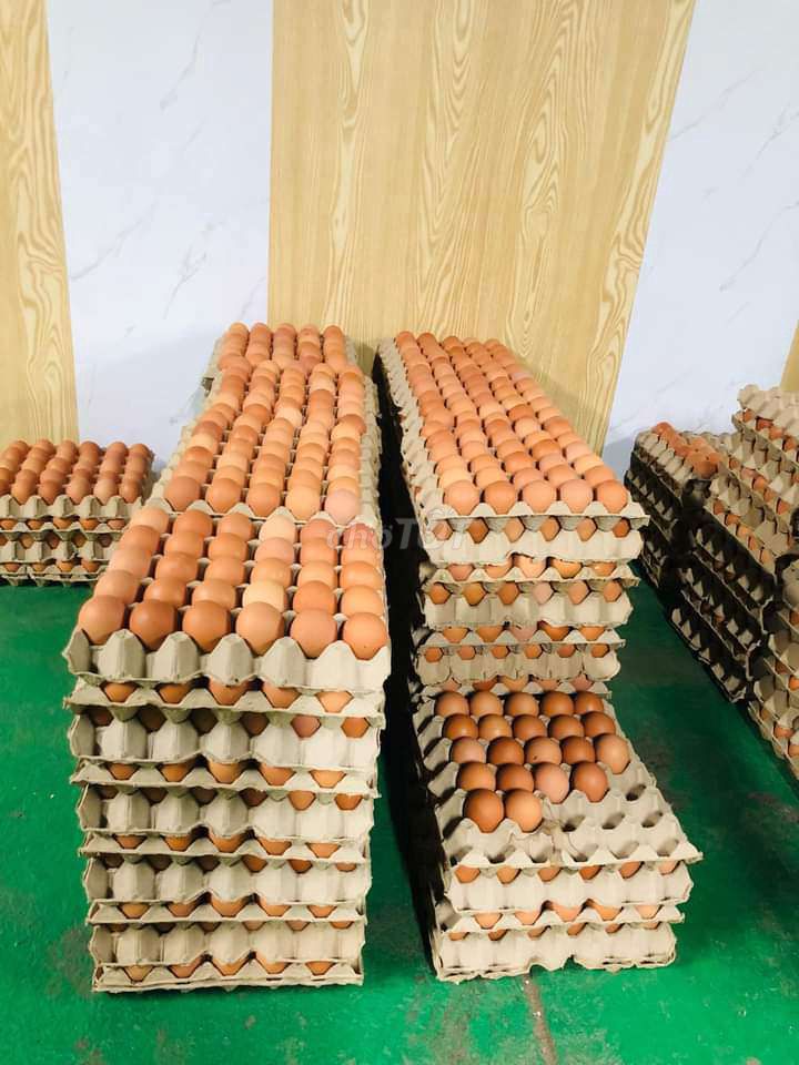 Trứng gà so 1 chục trứng 20k