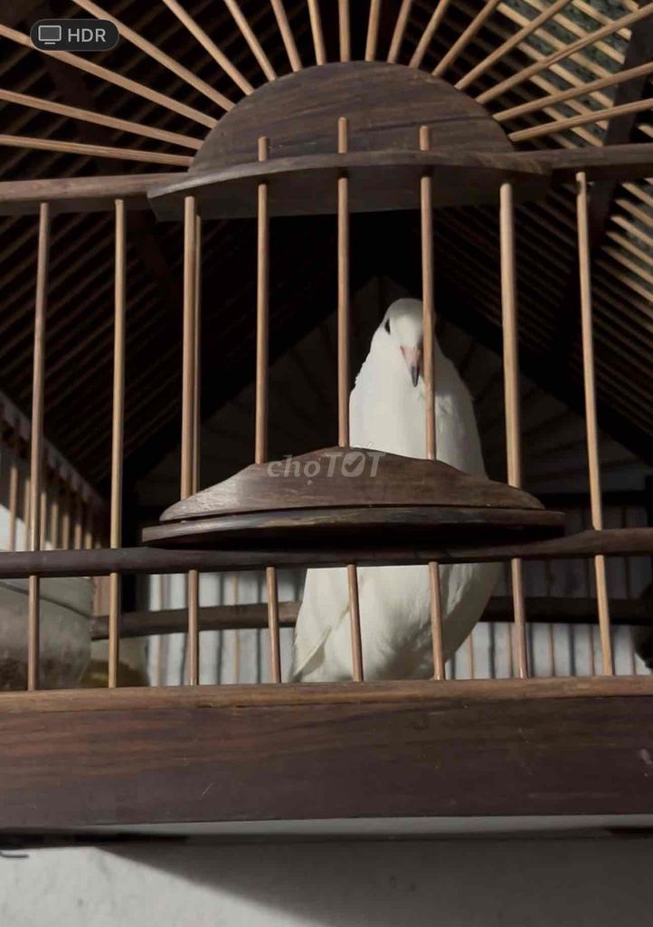 hàng vip cho mấy ae. Mua bán Phụ kiện, Thức ăn, Dịch vụ tại Quận 12 Tp Hồ Chí Minh được đăng bởi chơi cho vui hình 1