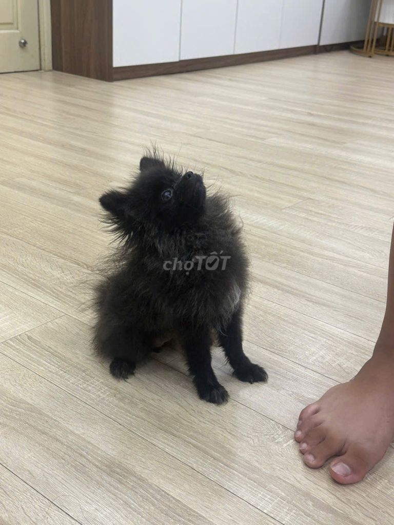 Chó Pomeranian đen 5 tháng Hà Nội. Mua bán Chó tại Huyện Đan Phượng Hà Nội được đăng bởi Nguyễn khánh nam hình 1