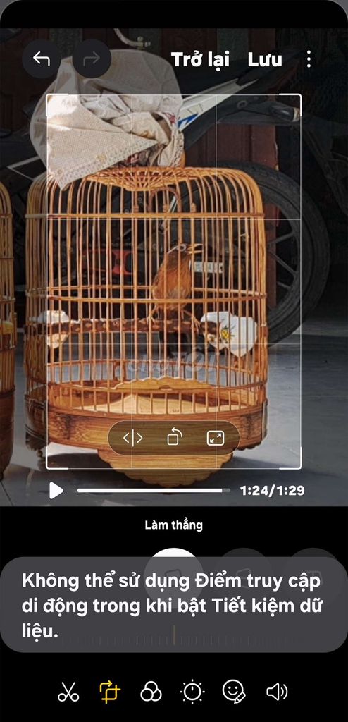 cả bộ vàng nâu. Mua bán Chim tại Huyện Mỏ Cày Nam Bến Tre được đăng bởi Duy mai hình 1