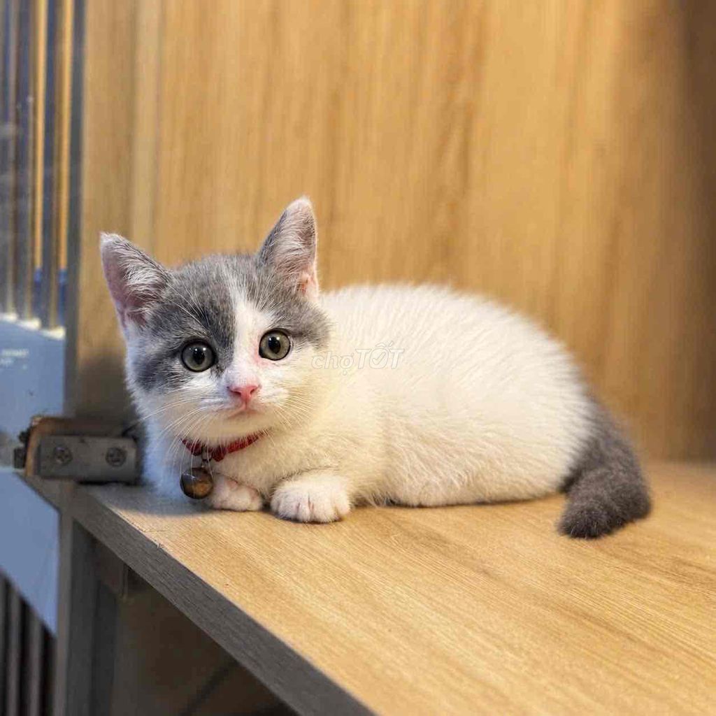 🐾❤️ MÈO XINH IU VỚI GIÁ CỰC KỲ ƯU ĐÃI ĐÂY Ạ ❤️🐾. Mua bán Mèo tại Quận 12 Tp Hồ Chí Minh được đăng bởi Hà hình 1