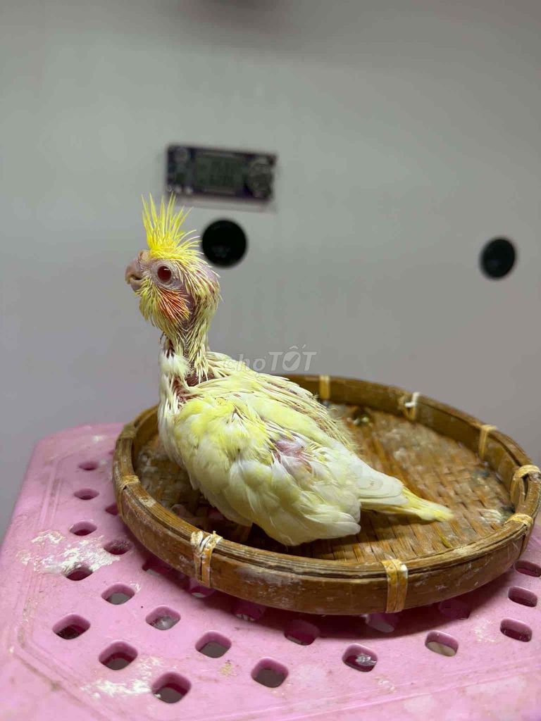 Vẹt Cockatiel Lutino Pearl Vàng khoẻ mạnh. Mua bán Chim tại Quận 8 Tp Hồ Chí Minh được đăng bởi BlackBird hình 1