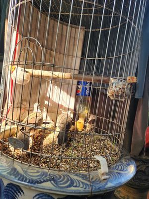 Chim Cu Malai đang ra cườm