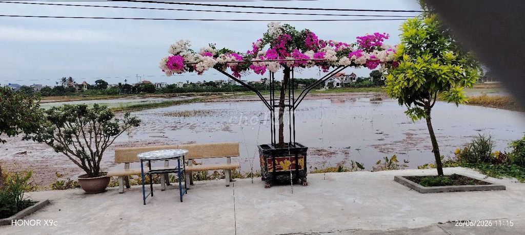 Hoa giấy Hồng trắng dễ chăm sóc. Mua bán Cây cảnh, đồ trang trí tại Huyện Đông Hưng Thái Bình được đăng bởi Sống Chậm hình 1