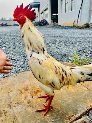 tìm gà xác. Mua bán Gà tại Quận Bình Tân Tp Hồ Chí Minh được đăng bởi Tăng đang khoa