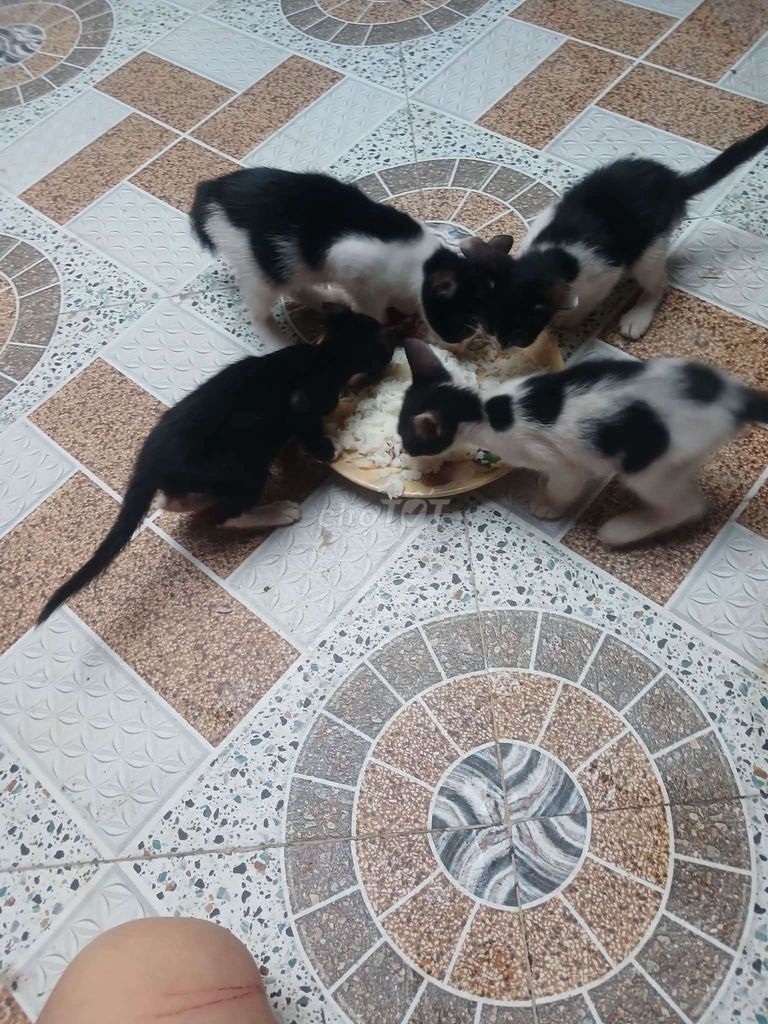 Mèo con Đen trắng. Mua bán Mèo tại Thành phố Mỹ Tho Tiền Giang được đăng bởi Thao hình 1