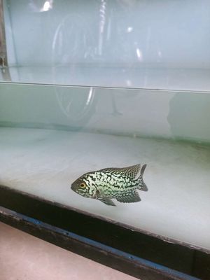 Bán hoặc giao lưu. Mua bán Thú cưng khác tại Thành phố Thủ Đức Tp Hồ Chí Minh được đăng bởi bình