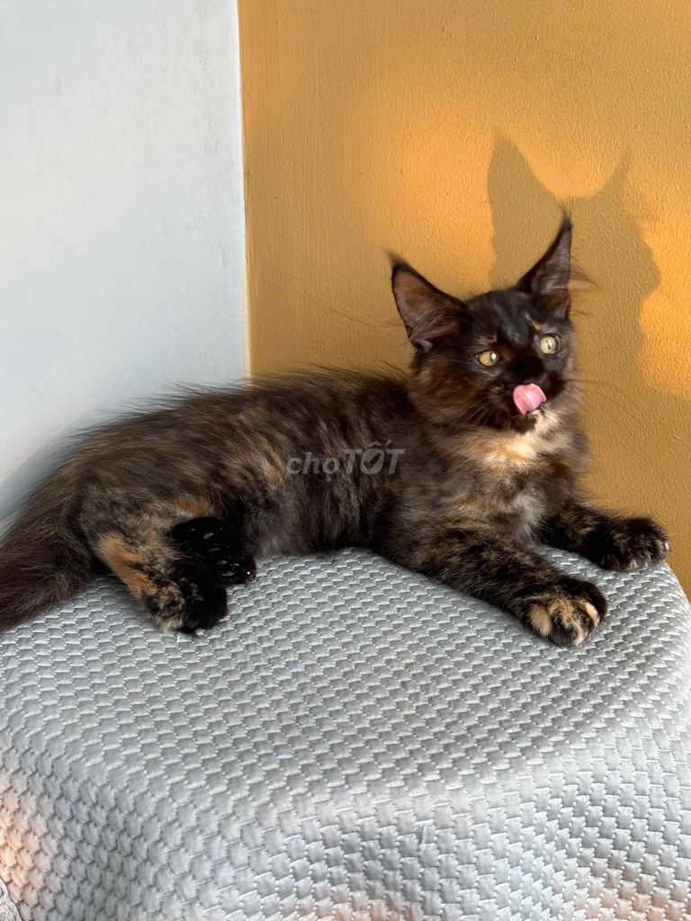 Mèo Maine Coon Cái Tam thể Chân poly6666. Mua bán Mèo tại Thành phố Thủ Đức Tp Hồ Chí Minh được đăng bởi Những bé mèo xinh hình 1