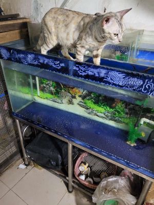 Bể cá cảnh Kính Inox 1m40cm lọc trên. Mua bán Phụ kiện, Thức ăn, Dịch vụ tại Quận Bình Thạnh Tp Hồ Chí Minh được đăng bởi tuan