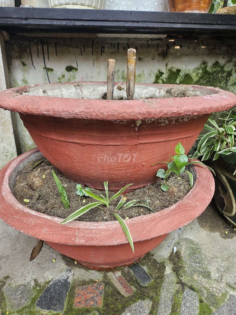 Chậu trồng cây xi măng Đỏ gạch. Mua bán Cây cảnh, đồ trang trí tại Quận Hải Châu Đà Nẵng được đăng bởi Nguyen Hai hình 1