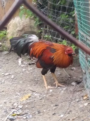 Gà hơi nhát người ai ưng quá Bắc. Mua bán Gà tại Thành phố Dĩ An Bình Dương được đăng bởi TRIỆU THIÊN VŨ