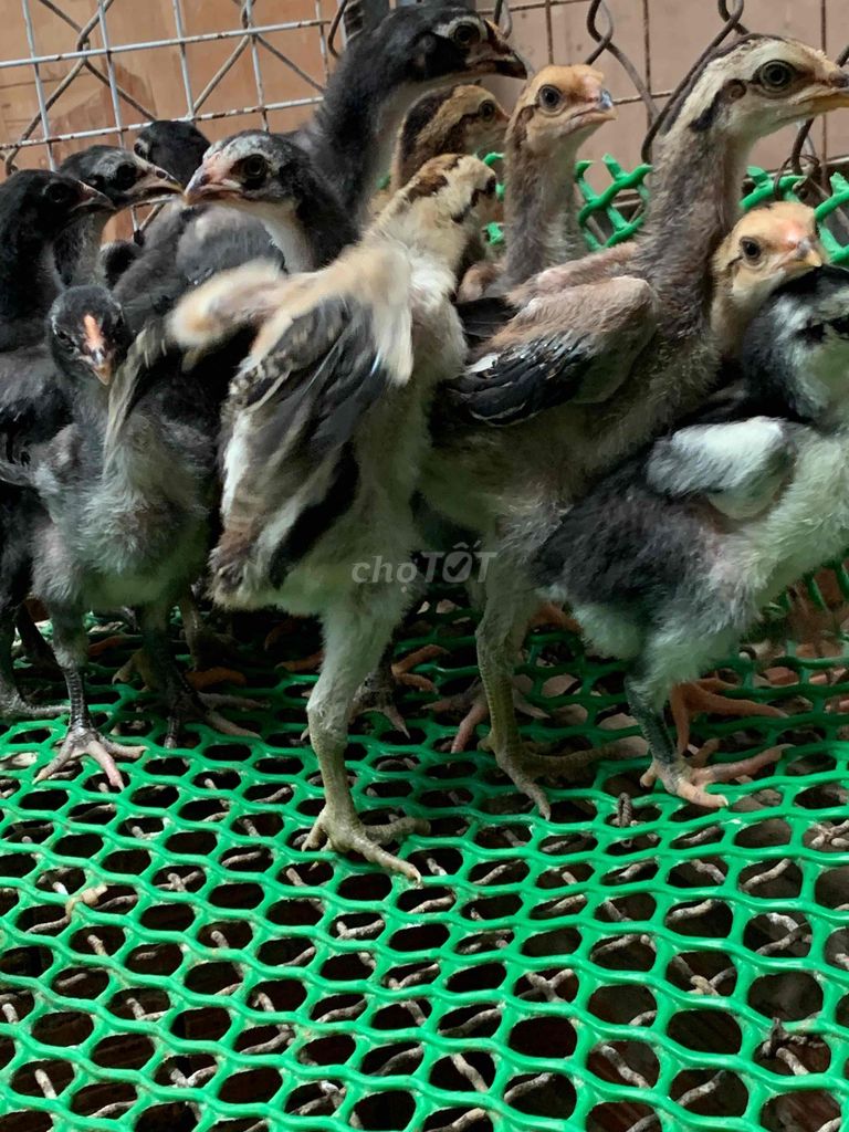 Gà chọi , gà đòn 111. Mua bán Gà tại Thị xã Bến Cát Bình Dương được đăng bởi phú xuân hình 1