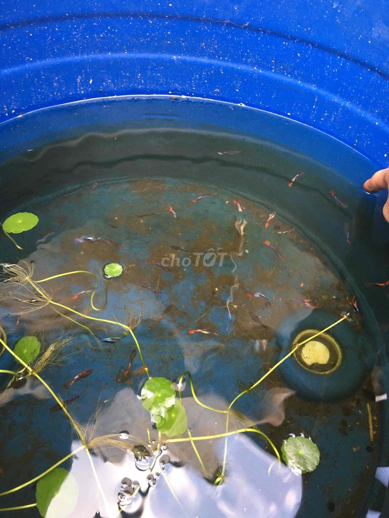 Cá bảy màu trên 40 con. Mua bán Thú cưng khác tại Quận Cái Răng Cần Thơ được đăng bởi Trai Cần Thơ 65 hình 1