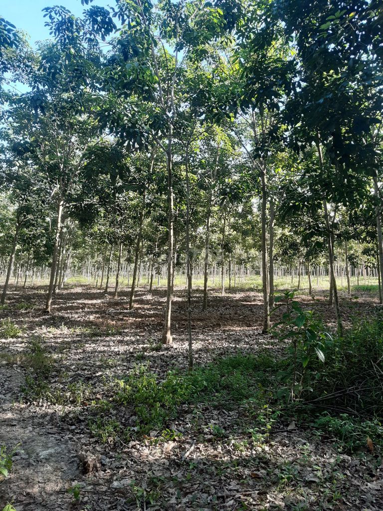 Cần bán đất vườn cao su 2.85ha Xã Phước Vinh, Châu Thành, Tây Ninh