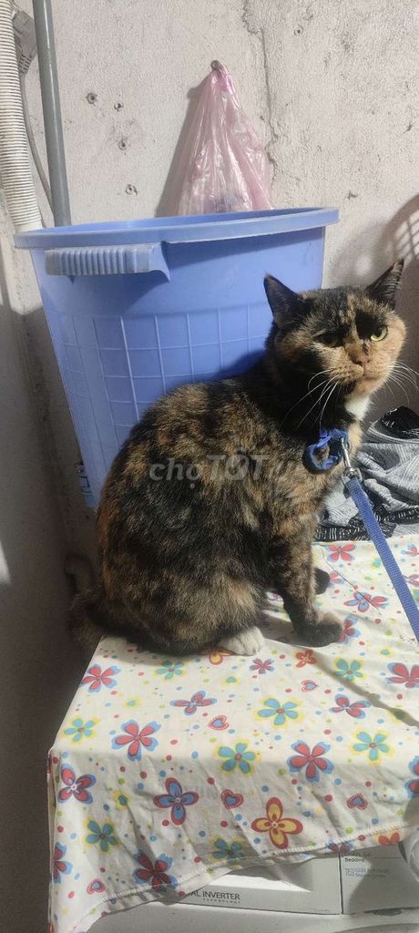 Mèo tam thể cái 4 tuổi. Mua bán Mèo tại Quận Bình Thạnh Tp Hồ Chí Minh được đăng bởi Trần Kim Bình  hình 1