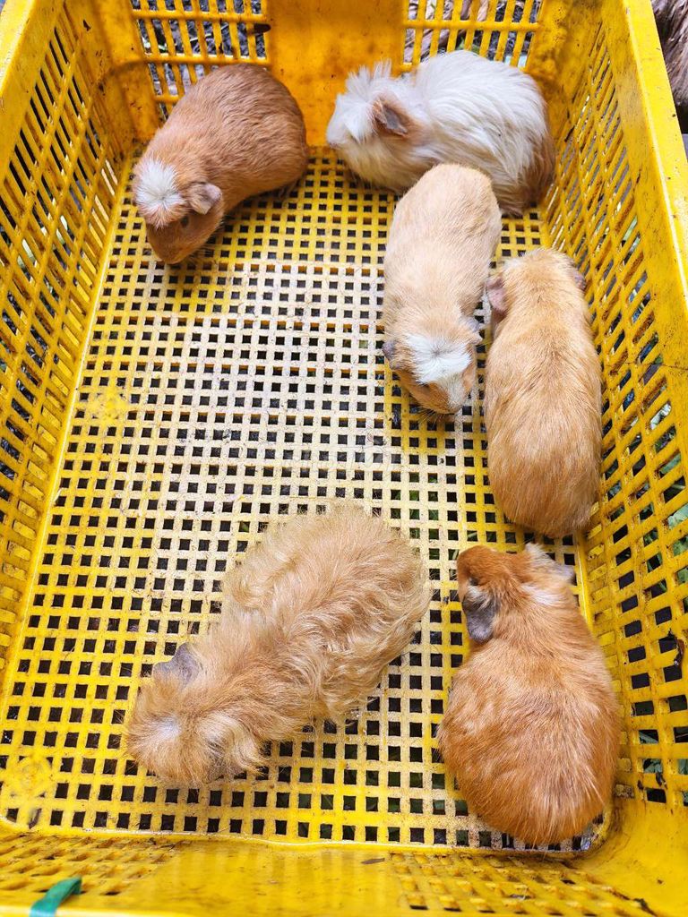 Bọ nhiều màu. Mua bán Thú cưng khác tại Quận 12 Tp Hồ Chí Minh được đăng bởi Huỳnh Kha hình 1