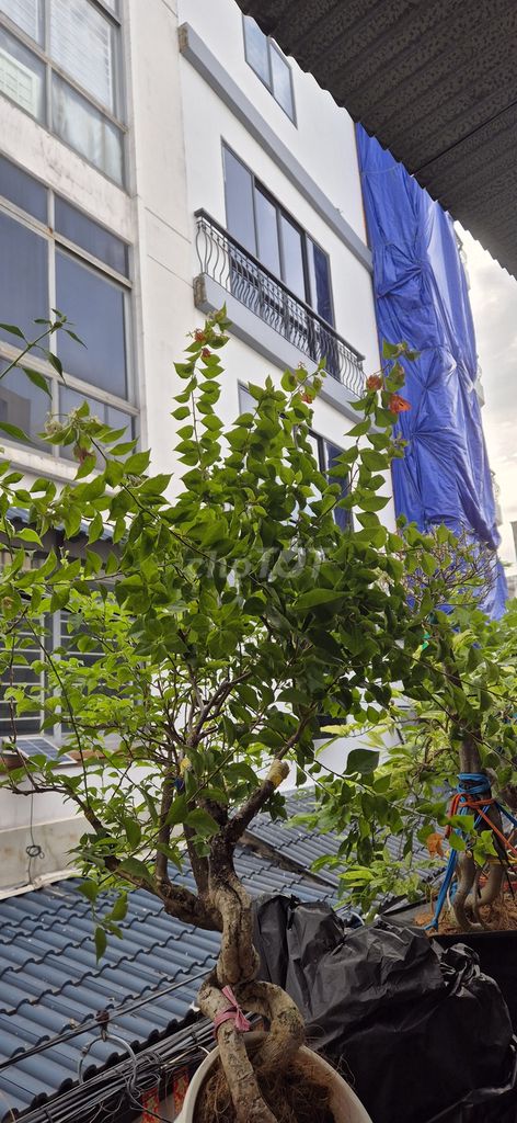 Cây hoa giấy Thái Lan Đỏ Cam Hồng có nụ hoa. Mua bán Cây cảnh, đồ trang trí tại Quận Tân Phú Tp Hồ Chí Minh được đăng bởi Kim lân hình 1
