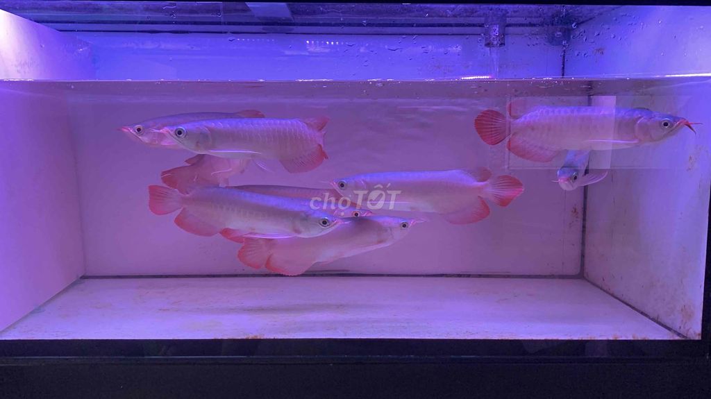 huyết long. Mua bán Thú cưng khác tại Thành phố Dĩ An Bình Dương được đăng bởi trực hình 2