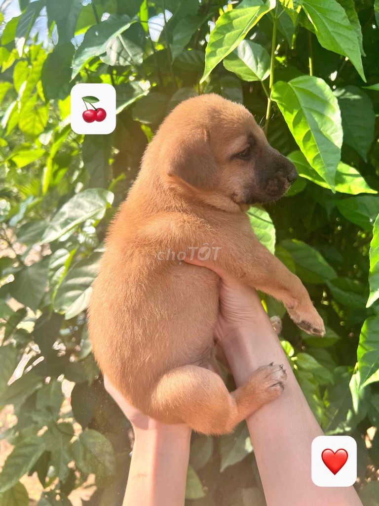 Chó Lạp xưởng lai Nâu cả hai. Mua bán Chó tại Thành phố Mỹ Tho Tiền Giang được đăng bởi Ngọc Châu  hình 1