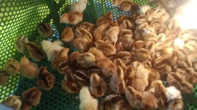 Gà lương Phượng gà nòi bến tre. Mua bán Gà tại Thành phố Thuận An Bình Dương được đăng bởi Le binh