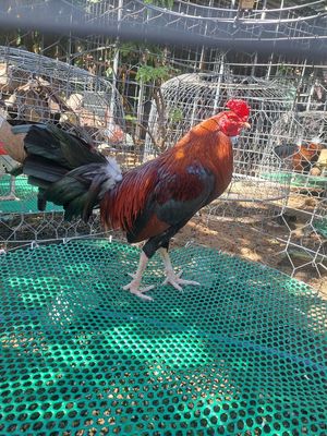 Siu my 2k8. Mua bán Gà tại Huyện Bình Chánh Tp Hồ Chí Minh được đăng bởi nguyen ma phi hung