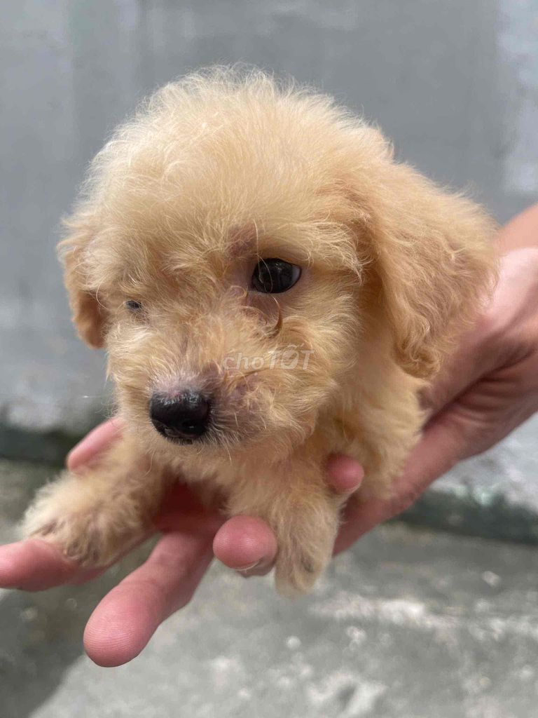 poodle nhà đẻ tìm chủ mới