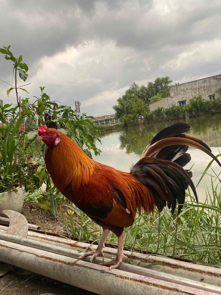 Gà chọi Đực Nâu đỏ 8 tháng. Mua bán Gà tại Huyện Nhà Bè Tp Hồ Chí Minh được đăng bởi Đăng Khoa hình 1