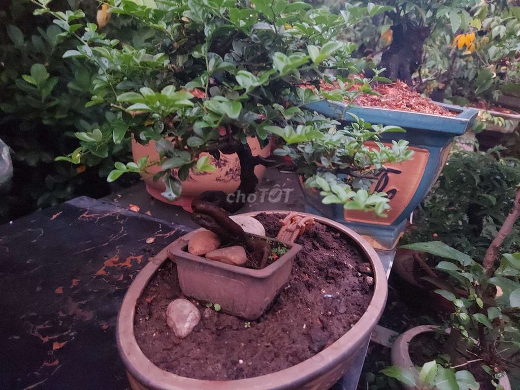 Kim quýt bonsai