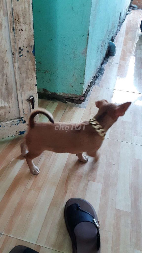 Chó Lai Phốc Đực Cái Nâu 2 tháng. Mua bán Chó tại Quận Liên Chiểu Đà Nẵng được đăng bởi Khôi KS hình 1