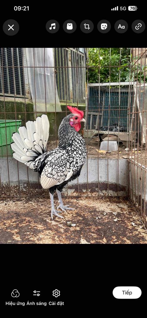 Gà cảnh Đen trắng Đực. Mua bán Gà tại Huyện Phú Lộc Thừa Thiên Huế được đăng bởi Nguyễn Hữu Tính hình 1