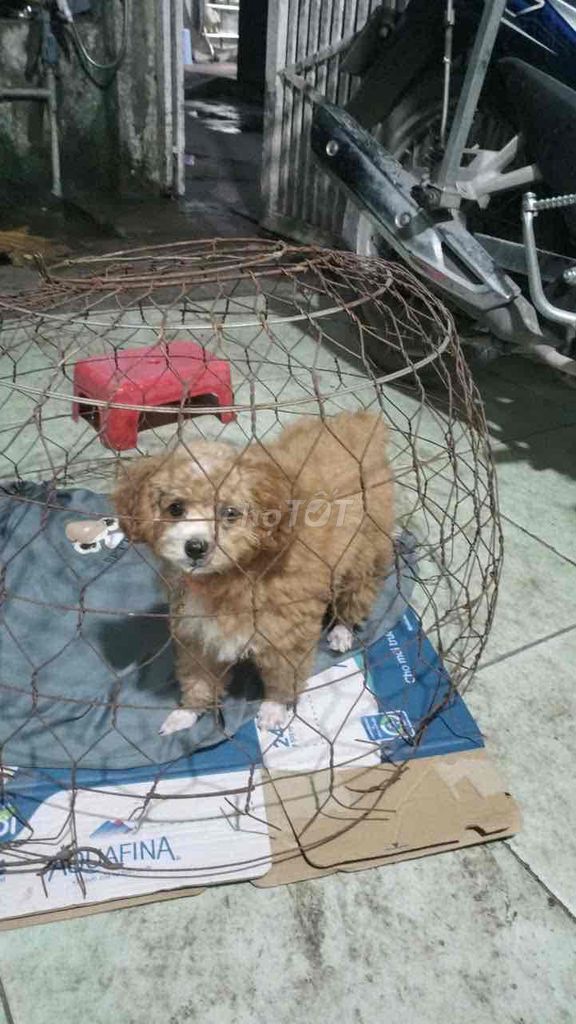 Poodle tiny 3 tháng tuổi. Mua bán Chó tại Huyện Bình Chánh Tp Hồ Chí Minh được đăng bởi Dung Nguyễn hình 1