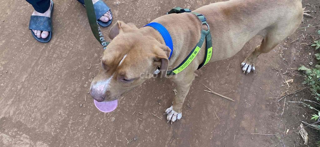Chó Pitbull đực 2 tuổi màu Nâu. Mua bán Chó tại Huyện Cư M'gar Đắk Lắk được đăng bởi phúc hình 1