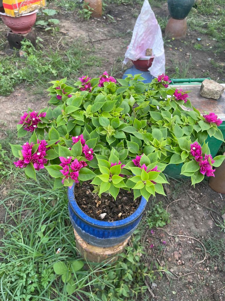 Hoa giấy Bonsai Mini Tím. Mua bán Cây cảnh, đồ trang trí tại Thành phố Thủ Dầu Một Bình Dương được đăng bởi Hoàng Thắm hình 1