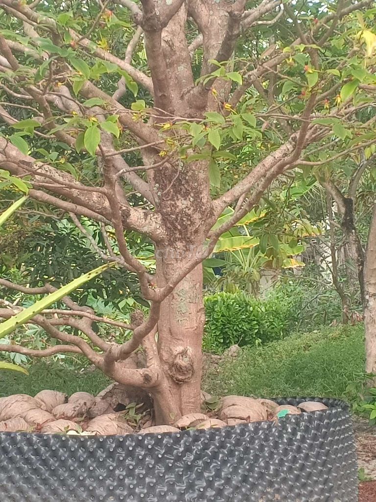 Mai vàng cổ thụ hoành gần 50. Mua bán Cây cảnh, đồ trang trí tại Huyện Cái Nước Cà Mau được đăng bởi Quốc hình 1