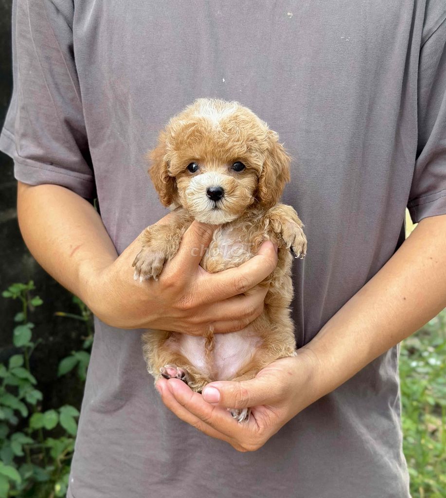 Chó Poodle Nâu Cả Hai. Mua bán Chó tại Thành phố Rạch Giá Kiên Giang được đăng bởi Nguyễn Phước An hình 1