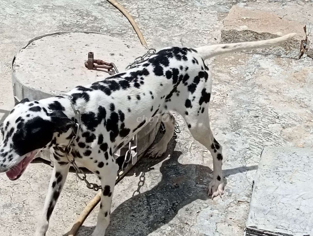 Chó Đốm Bông,Cái. Mua bán Chó tại Thành phố Vị Thanh Hậu Giang được đăng bởi Nhân Rottweiler  hình 1