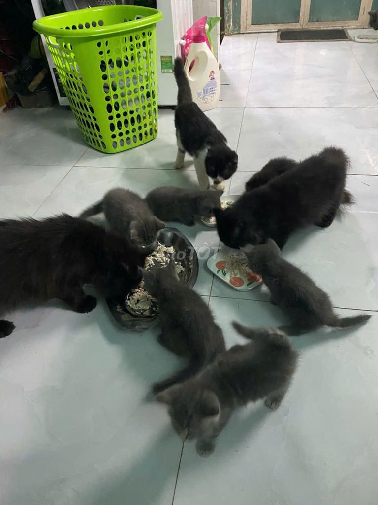 Mèo MaineCoon lai. Mua bán Mèo tại Huyện Hóc Môn Tp Hồ Chí Minh được đăng bởi Quy Le hình 4