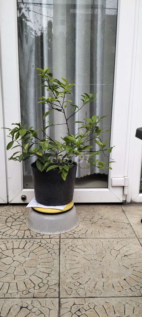 Cây giống Chanh tứ quý. Mua bán Cây cảnh, đồ trang trí tại Quận Bình Tân Tp Hồ Chí Minh được đăng bởi Pham Đinh Duyên hình 1