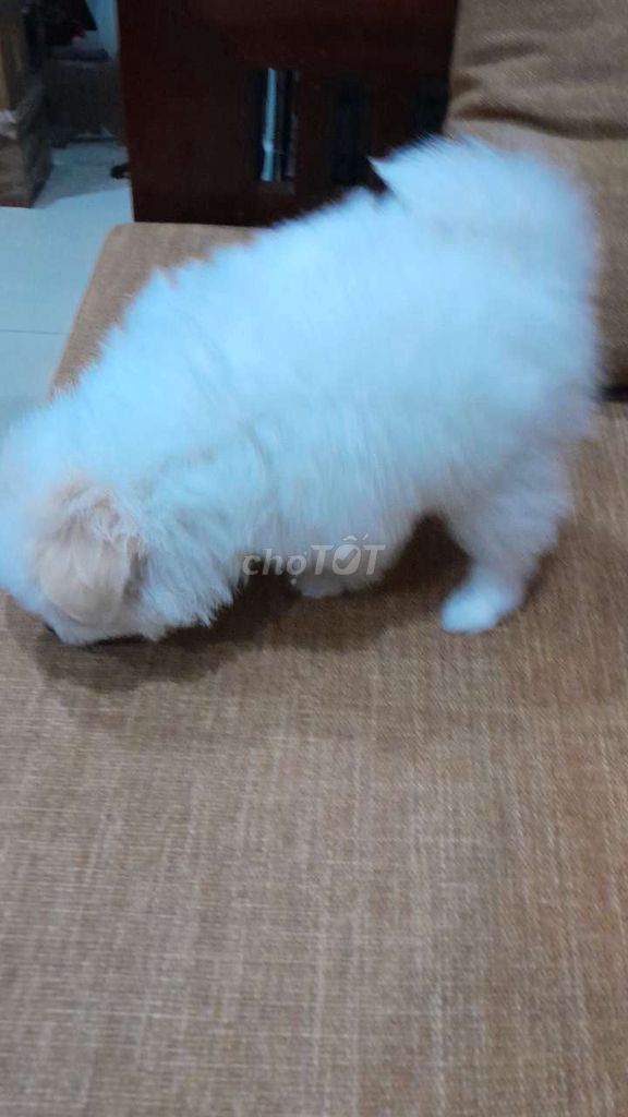Chó Phốc. Mua bán Chó tại Quận Ba Đình Hà Nội được đăng bởi Long Hoang hình 1