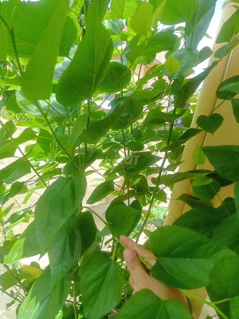 Cây lá sung Xanh lá. Mua bán Cây cảnh, đồ trang trí tại Quận Bình Thuỷ Cần Thơ được đăng bởi A Po hình 1
